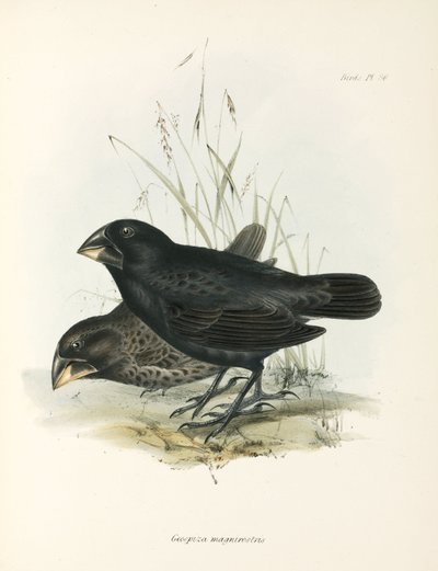 Paire de grands pinsons terrestres, îles Galápagos, vers 1832-1836 - Unbekannt