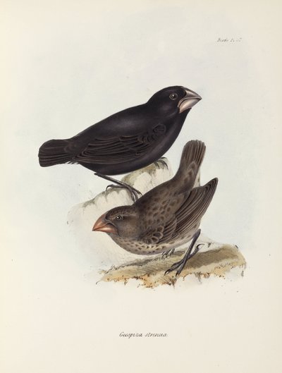 Paire de pinsons, îles Galápagos, vers 1832-1836 - Unbekannt
