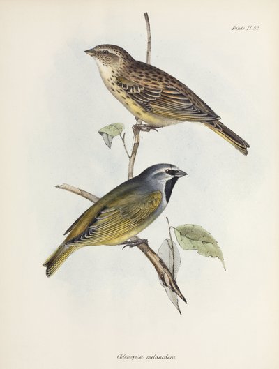 Paire de moineaux ou de pinsons, vers 1832-1836 - Unbekannt