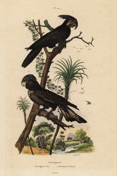 Cacatoès palmiste, Probosciger aterrimus, et cacatoès noir à queue rouge, Calyptorhynchus banksii - Unbekannt