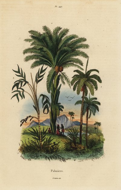 Palmiers : palmier dattier, Phoenix dactylifera 1, espèce Attalea 2, et espèce Geonoma 3 - Unbekannt