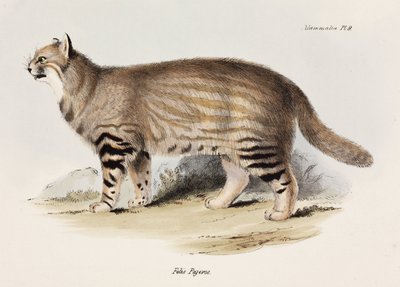 Chat des pampas, Amérique du Sud, c.1832-1836 - Unbekannt