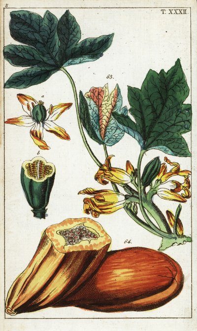 Fruit de papaye, section, fleurs et feuilles, Carica papaya - Unbekannter Künstler