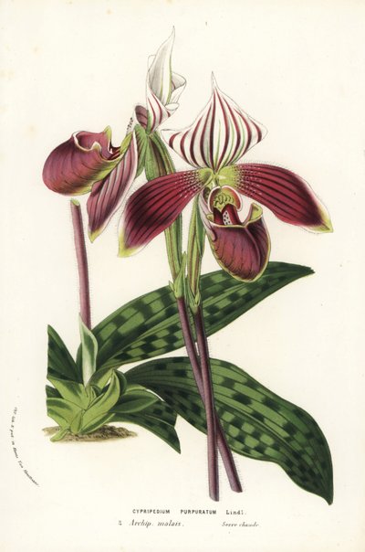 Orchidée Paphiopedilum purpurpuratum (Cypripedium purpuratum). Lithographie coloriée à la main de Louis van Houtte et Charles Lemaire