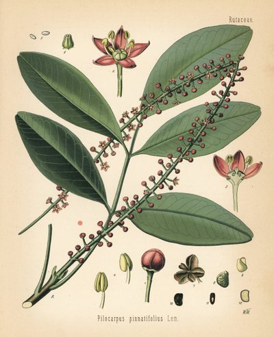 Jaborandi du Paraguay, Pilocarpus pennatifolius - Unbekannter Künstler