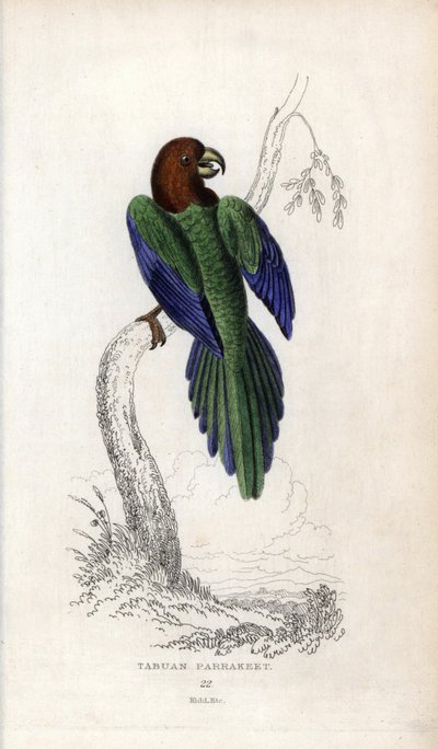 Perruche pumpadour, Prosopeia tabuensis. Psittacus tabuensis. Lithographie de Joseph Kidd, d