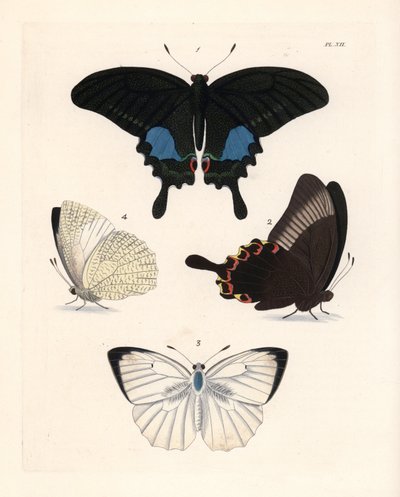 Papillon paon de Paris, Papilio paris 1,2, et émigrant marbré, Catopsilia pyranthe? 3.4. Lithographie colorée à la main tirée de la nouvelle édition de John O. Westwood de « Illustrations of Exotic Entomology » de Dru Drury, Bohn, Londres - Unbekannter Künstler
