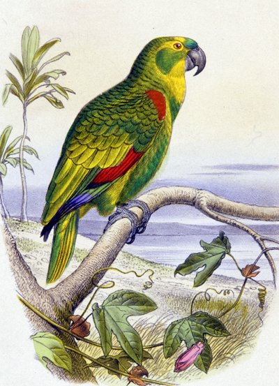 Perroquet à front bleu, vers 1850 (gravure) - Unbekannter Künstler