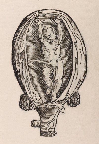 Partus non naturalis manibus funra canut porrectie - Unbekannt