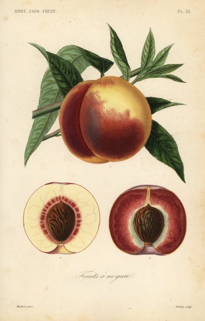 Pêche, section à travers variétés à chair blanche et rouge - Unbekannt