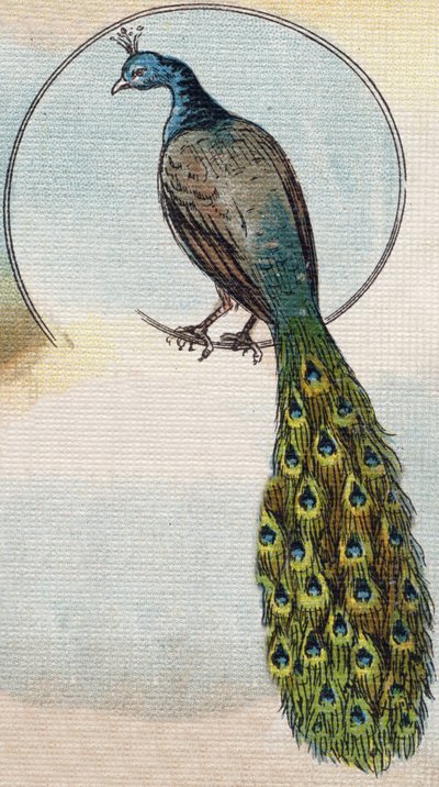 Paon. Gravure dans "Alphabet de ma petite fille". Bernardin-Bechet et Fils, libraires-éditeurs, Paris, vers 1895. - Unbekannt