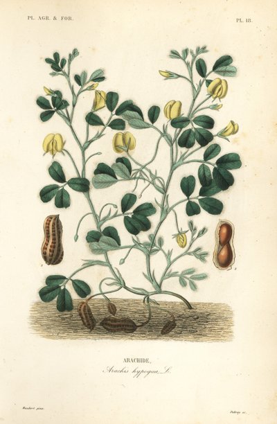 Arachide, Arachis hypogaea - Unbekannt