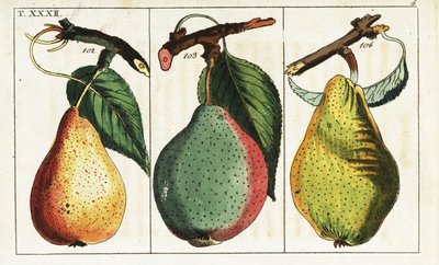 Variétés de poires, Pyrus communis - Unbekannter Künstler