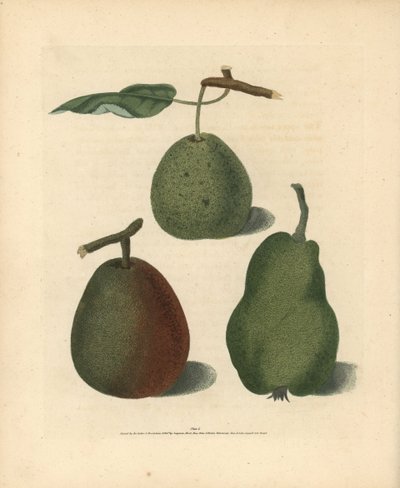 Variétés de poires, Pyrus communis : Cressan, Bergamote de Gansell et Bon Chrétien d