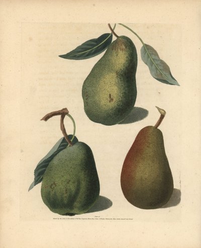 Variétés de poires, Pyrus communis : Saint Germain, Colmar et Beurré brun. Gravure au pointillé coloriée à la main d