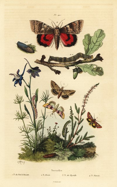 Papillon pois de senteur, Periphanes delphinii, ver de coton, Helicoverpa armigera, noctuelle jaune, Anarta myrtilli, et grande noctuelle jaune, Noctua pronuba, larve et chrysalide. Papillons noctuelles - Unbekannt