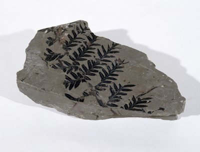 Pecopteris (fronde de gymnosperme) trouvée à Camerton, Somerset, période carbonifère supérieure (photo) - Unbekannt