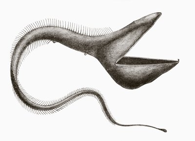 Anguille pélican ou Eurypharynx pelecanoides, un poisson des profondeurs rarement vu par les humains, de 