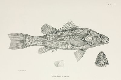 Perche, vers 1832-1836 - Unbekannt