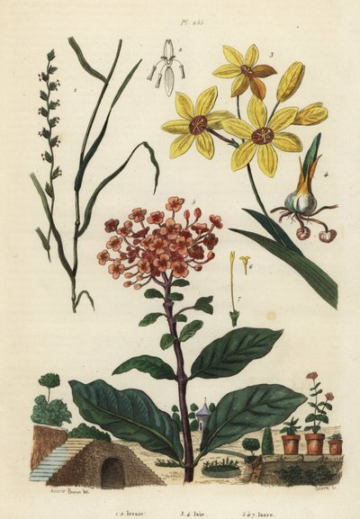 Ray-grass vivace, Lolium perenne 1,2, lys des champs africain tacheté, Ixia maculata var - Unbekannt