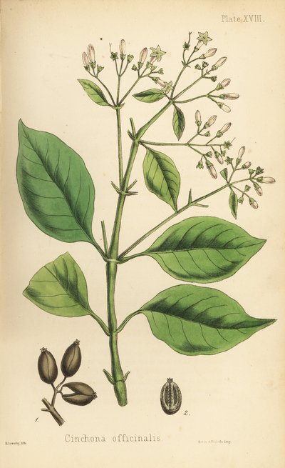 Quinquina, Cinchona officinalis. Lithographie en couleur par Henry Sowerby de Flora Homeopathica d