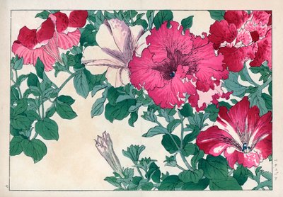 Variété de pétunia (rose et blanc). Variétés de pétunia. Gravure sur bois coloriée à la main tirée de 
