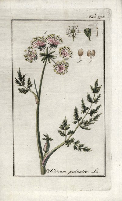 Peucedan des marais ou persil des marais (Selinum marsh). Lithographie de « Afbeelding der Artseny-Gewassen » par Johannes Zorn (1739-1799), Pays-Bas - Unbekannter Künstler