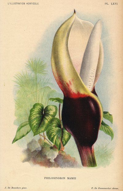 Philodendron mamei avec inflorescence blanche et rouge sang. Plante exotique tropicale. Illustration de J. de Bosschere, lithographie de P. de Pannemaeker, publiée vers 1880 à Gand (Belgique), dans L