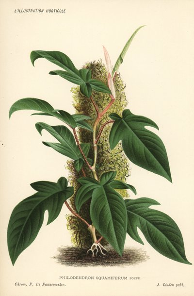 Philodendron squamiferum. Chromolithographie par Pieter de Pannemaeker de l