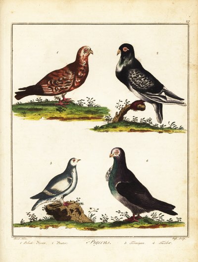 Pigeons : Pigeon polonais, cravaté, ptarmigan et turbit. 1792 (gravure) - Unbekannter Künstler