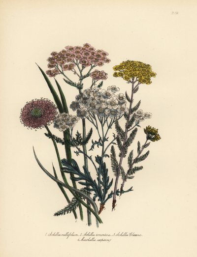 Achillée millefeuille à fleurs roses, Achillea milfolium, achillée dorée, Achillea tomentosa, achillée à feuilles argentées de Clavena, Achillea clavenae, et marshallia touffue, Marshallia caespitosa. Chromolithographie finie à la main par Henry Noel Humph - Unbekannter Künstler
