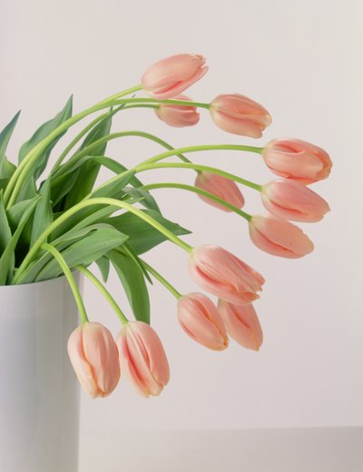 Tulipes roses - Unbekannter Künstler