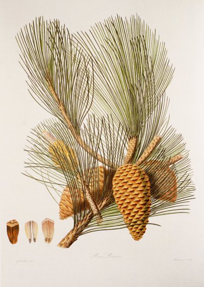 Pinus pinaster / Pin maritime - Unbekannt