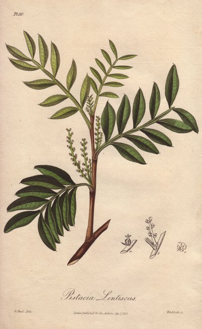 Pistachier lentisque (Pistacia lentiscus) - Illustration de “Botanique médicale, description des plantes médicinales de Londres, Édimbourg et Dublin” par John Stephenson et James Morss Churchill - Unbekannter Künstler