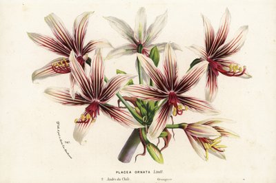 Placea ornata, native du Chili. Lithographie coloriée à la main de Flowers of the Gardens and Hothouses of Europe de Louis van Houtte et Charles Lemaire, Flore des Serres et des Jardins de l
