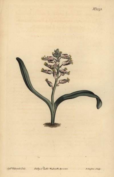 Lachenalia unicolor - Unbekannt