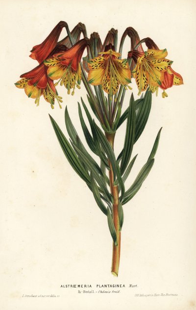 Alstroemeria à feuilles de plantain, Alstroemeria plantaginea. Brésil. Lithographie coloriée à la main par L. Stroobant de "Flore des Serres et des Jardins de l