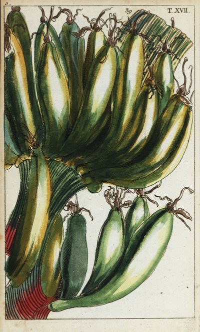 Bananes plantains, Musa x paradisiaca - Unbekannter Künstler