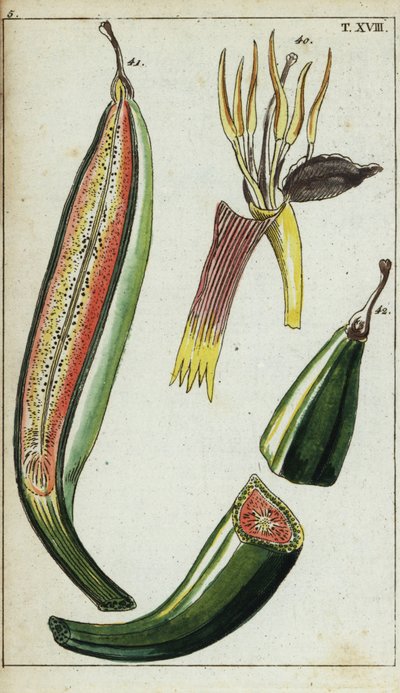 Bananes plantains, Musa x paradisiaca - Unbekannter Künstler