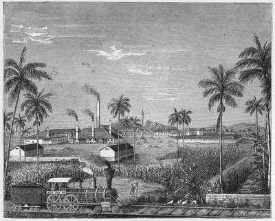 Plantation de canne à sucre à Cuba, vers 1880 (gravure) - Unbekannter Künstler