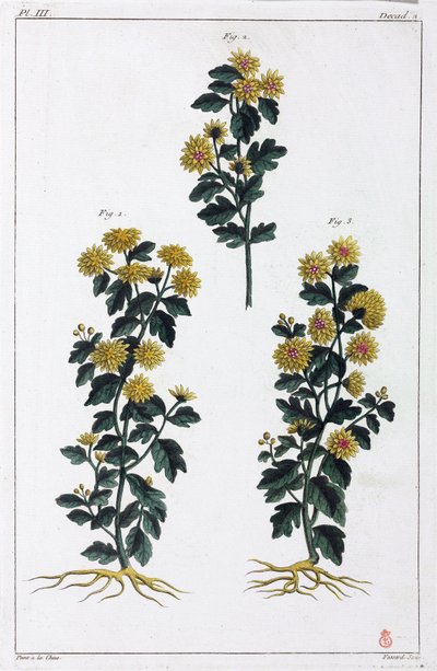 Plantes médicinales, Chine - Unbekannt
