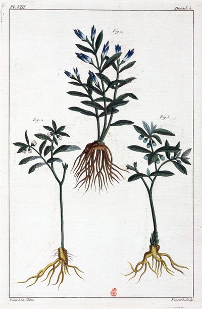 Plantes médicinales, Chine - Unbekannt