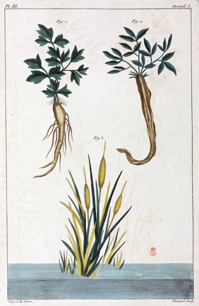 Plantes médicinales, Chine - Unbekannt