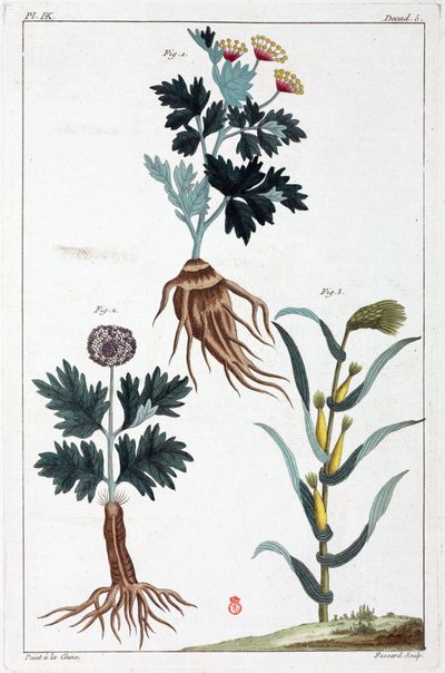 Plantes médicinales, Chine - Unbekannt