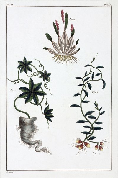 Plantes médicinales, Chine - Unbekannt