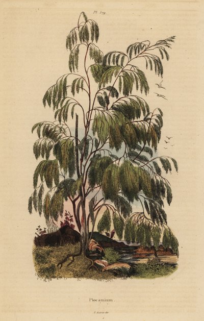 Arbuste Plocama pendula - Unbekannt