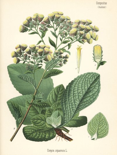 Inule conyze, Inula conyza (Conyza squarrosa) - Unbekannter Künstler