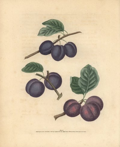 Variétés de prunes, Prunus domestica : Tours, Prune précoce de Lawrane et Orléans. Gravure au pointillé coloriée à la main d