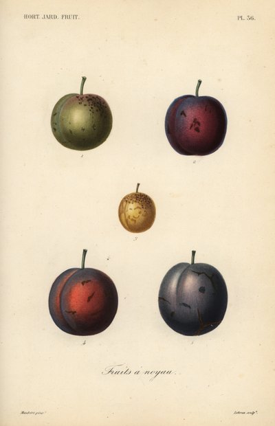 Prunes et pruneaux, Prunus domestica - Unbekannt