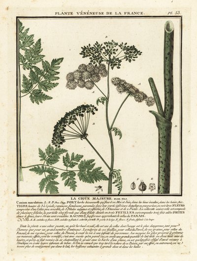 Ciguë tachetée, Conium maculatum - Unbekannter Künstler